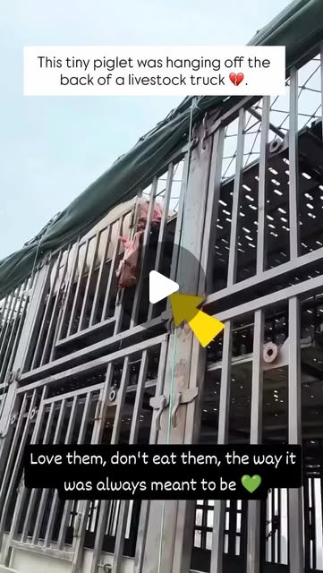 RavenTW's tweet card. Trish Raven (@raventw) • Instagram reel