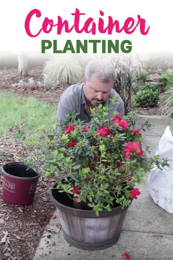 EncoreAzalea's tweet card. Discover even more ideas for you