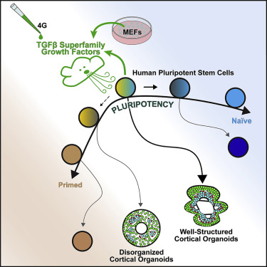 NovitchLab's tweet card. Watanabe et al. show that hPSCs maintained under different conditions exhibit variabilities in the expression and function of TGFβ superfamily factors, which tracks with their state of pluripotency...