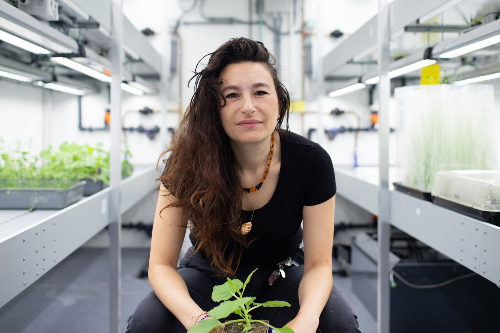 UU_Plants's tweet card. Potentially, simply spraying such molecules on a field could delay the agriculturally undesired effects of aging in crop plants.