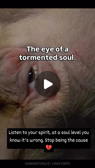 RavenTW's tweet card. Trish Raven (@raventw) • Instagram reel