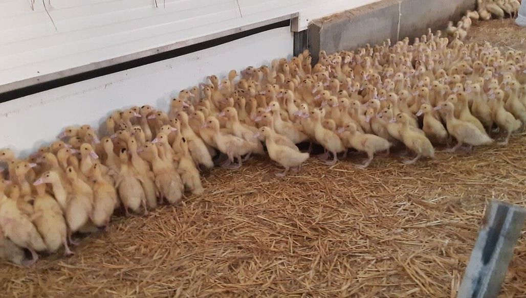 BanounHelene's tweet card. Deux nouveaux cas de grippe aviaire ont été détectés sur deux élevages de canards de Barbarie, à Saint-Fulgent et à Saint-Mathurin en Vendée. Des zones de protection ont été mises en place, indique...