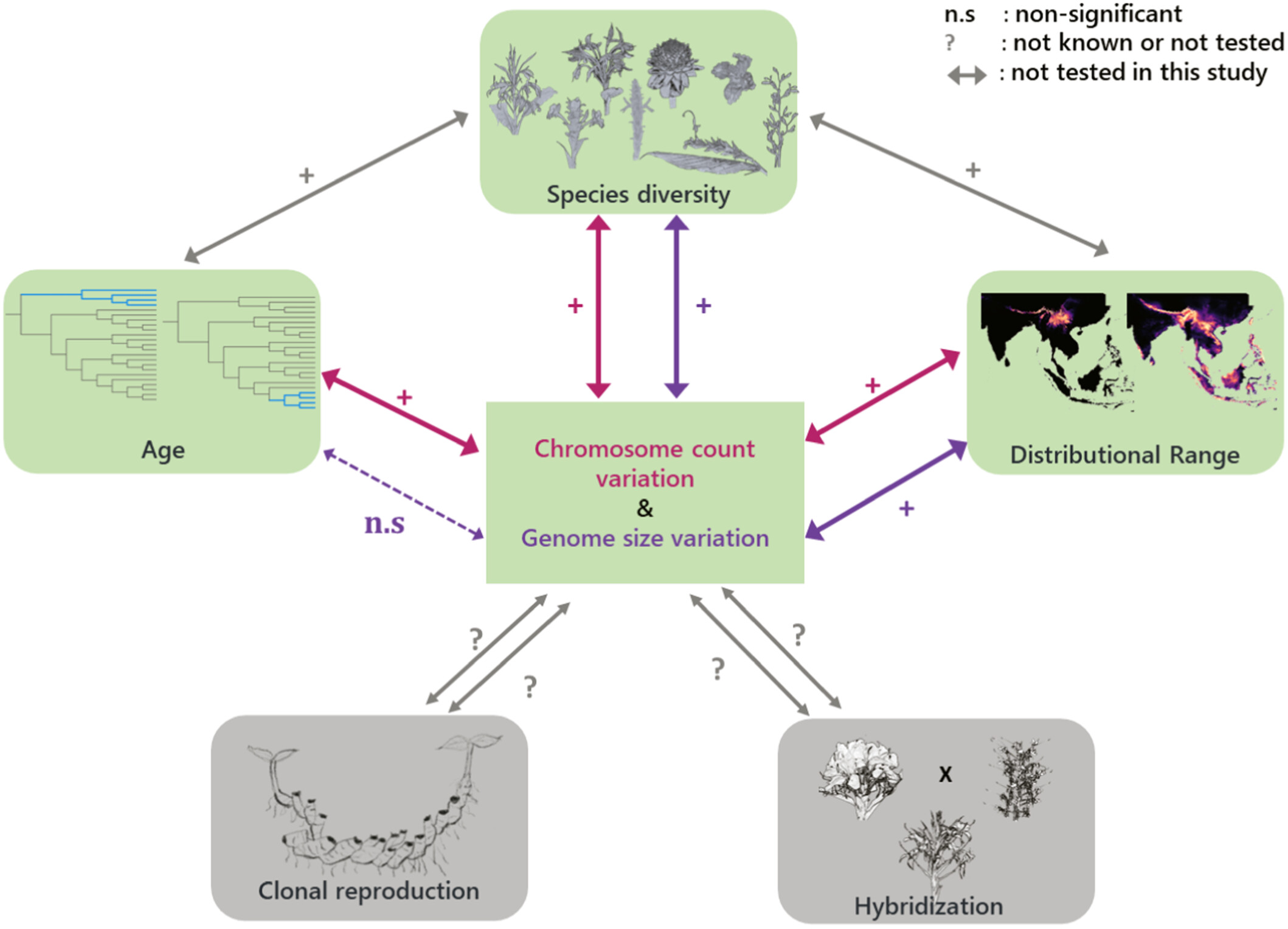 TrEE_Lab's tweet card. Variation of chromosome count and genome size with traits such as the age of the group, species diversity, distributional range, hybridization, and clonal reproduction within the family Zingiberace...
