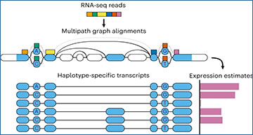 RNASeqBlog's tweet card. Analyzing a person’s gene expression requires mapping their RNA landscape to a standard reference to gain insight into the degree to which...