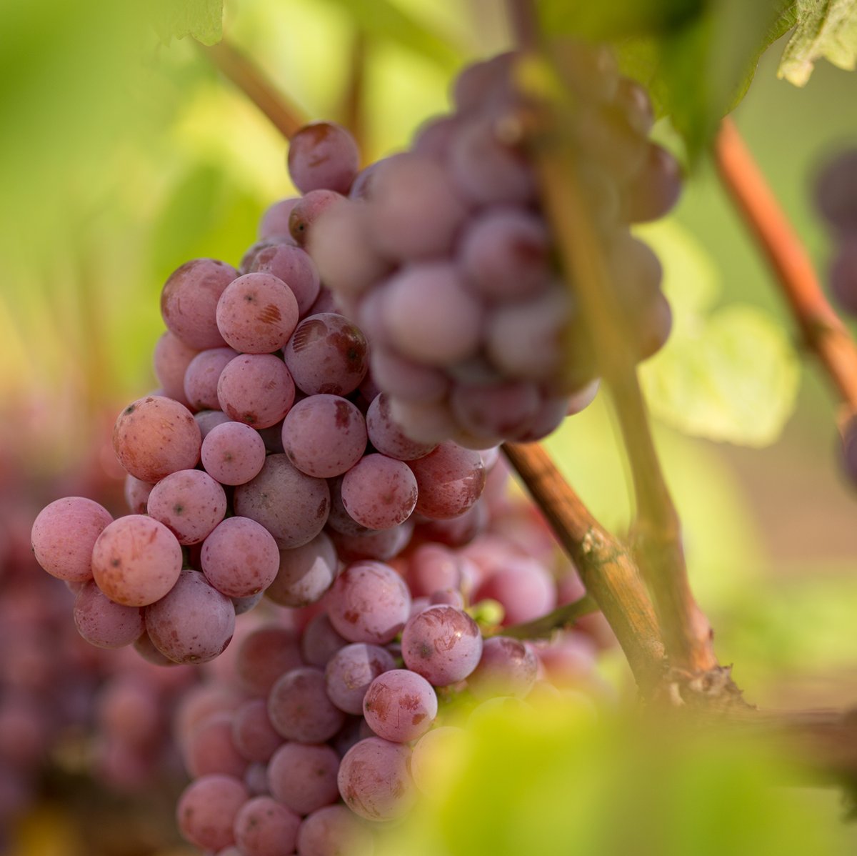 WSETglobal's tweet card. If you think of Bordeaux, you probably think of Cabernet Sauvignon. Burgundy? Pinot Noir. Rioja? Tempranillo. These grapes have become shorthand for their regions, shaping the way we talk about wine....