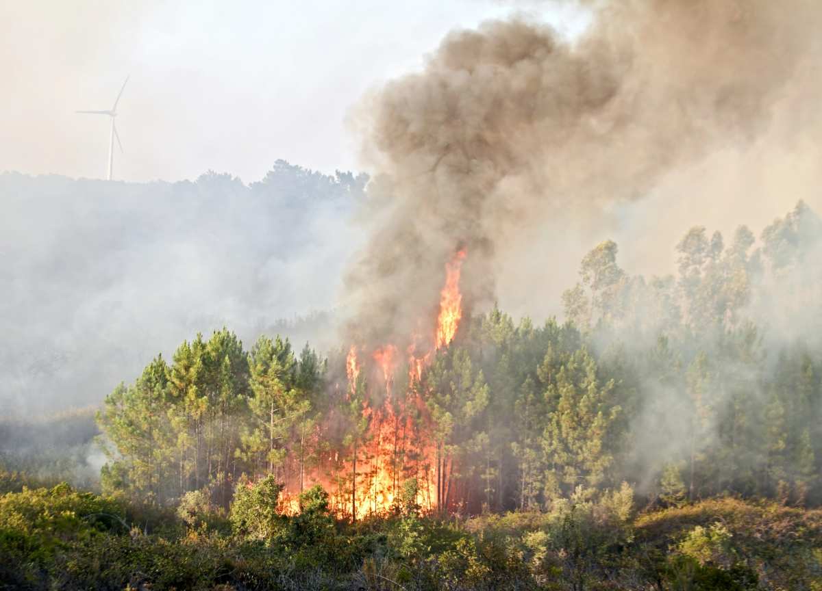 PEFC_Catalunya's tweet card. A pesar de sequías extremas y megaincendios, los bosques tratados recuperan sus reservas de carbono en solo 7 años, igualando o superando los niveles de los bosques no tratados.