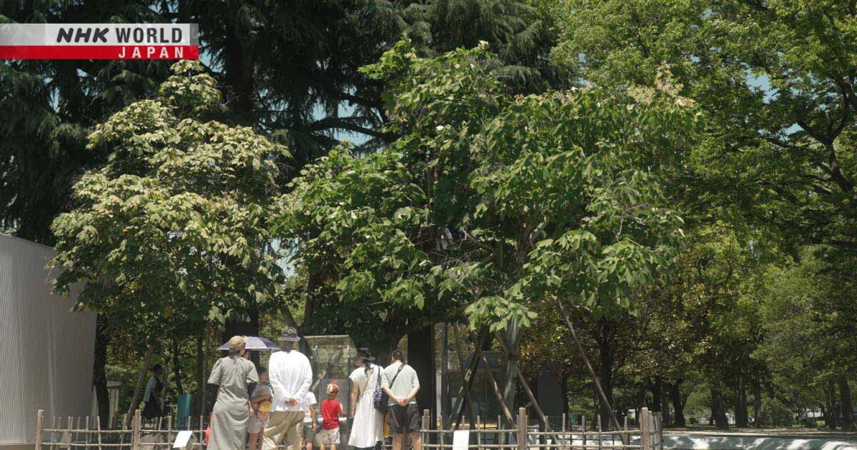 uday32008293's tweet card. Trees that survived the A-bomb have inspired many in Hiroshima. 159 such trees are still alive, but some are nearing their end. We follow a tree surgeon and others who love and care for them.