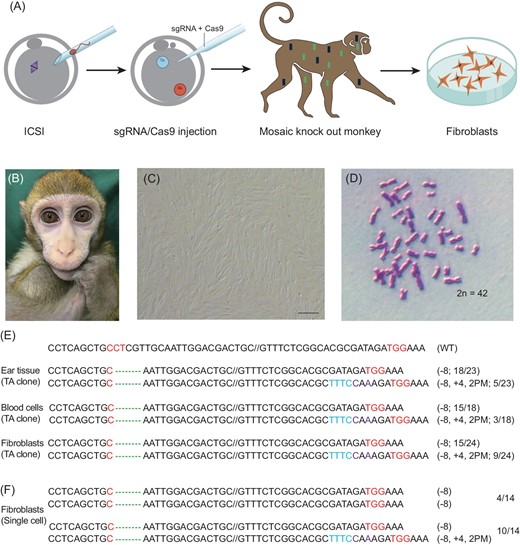 BioinformticaGC's tweet card. Abstract. Cloning of macaque monkeys by somatic cell nucleus transfer (SCNT) allows the generation of monkeys with uniform genetic backgrounds that are use
