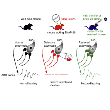 PCACLab's tweet card. Biological sciences; Neuroscience; Sensory neuroscience