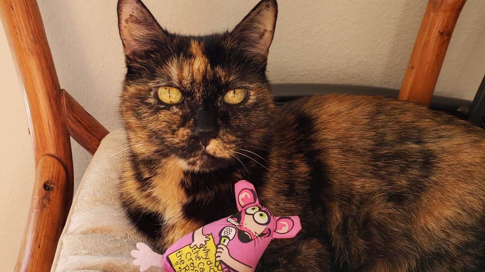 Sharonsunny28's tweet card. 🌟🐾 **From Neighborhood Feeder to Sanctuary Founder - A Dream in Motion** 🦜🏡I still remember the day like it was yesterday. It was pouring rain, and there...