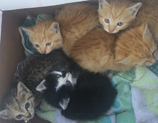 kyu_lo's tweet card. The entire selection of Pets products are now at special weekly offers in my favourite Online Health Store . Enjoy an Extra 22% Off the...