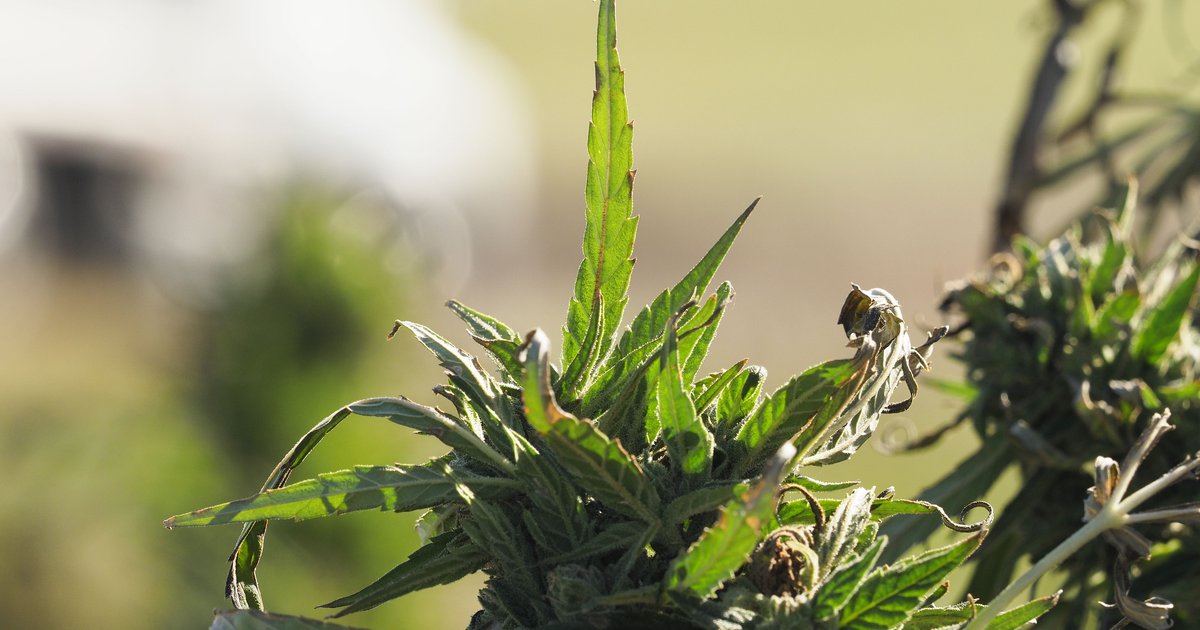 NativeUnity's tweet card. The Omaha Tribe of Nebraska, which legalized cannabis for both recreational and medical use in July, has announced plans to open a dispensary early next year.