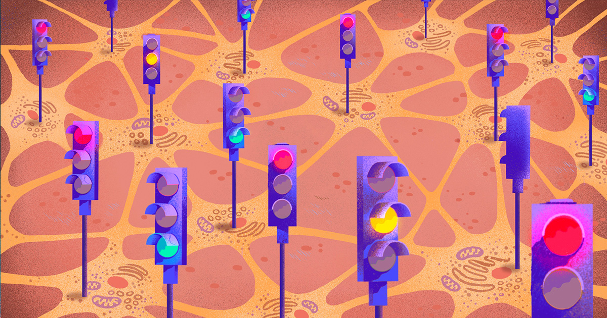 MacrinePhD's tweet card. A healthy brain maintains a harmony of neurons that excite or inhibit other neurons, but the lines between different types of cells are blurrier than researchers once thought.