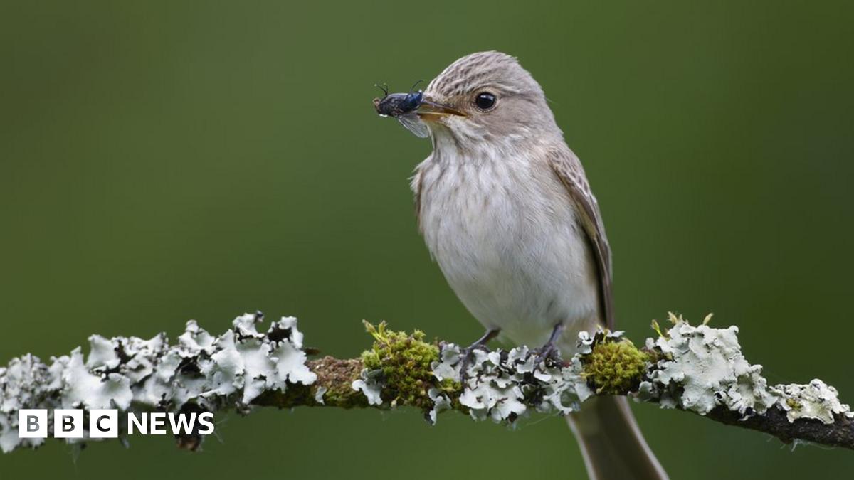 MatPhillips2's tweet card. Conservationists are using artificial intelligence (AI) to monitor bird populations by their songs.