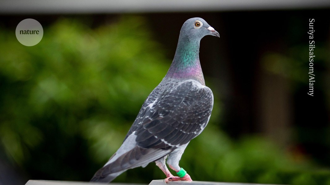 GaryM's tweet card. Nature - Multiple lines of evidence suggest that pigeons sense magnetic fields by detecting electric currents in their inner ears.
