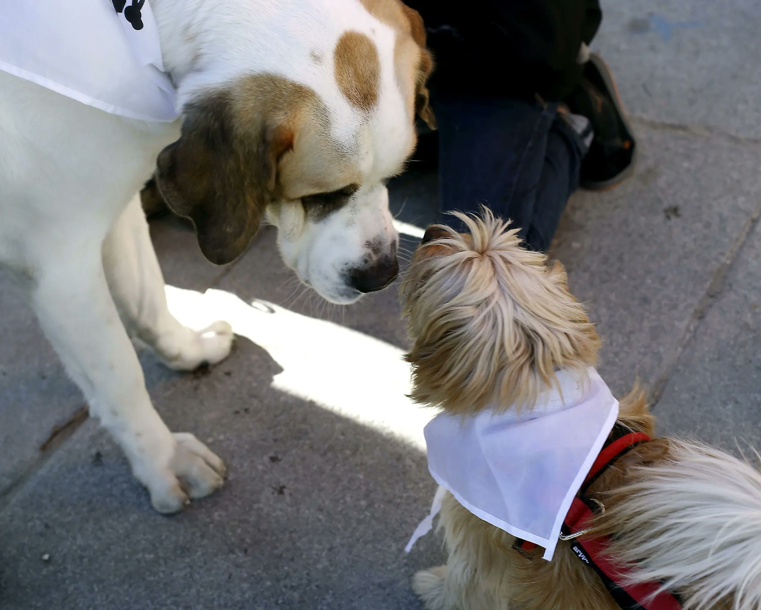 Plenainclusion's tweet card. Un estudio vio que peces, tortugas y hámsteres pueden ayudar a los niños. Estos animales pueden reducir miedo y tristeza.