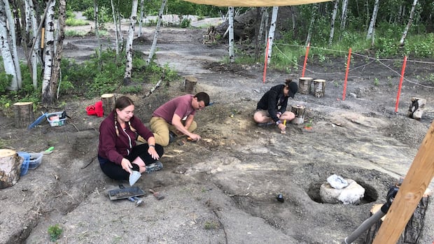 discoverfossils's tweet card. Researchers in southern Manitoba have made a rare discovery of a fossilized skeleton belonging to a roughly 83-million-year-old mosasaur, a type of marine reptile.