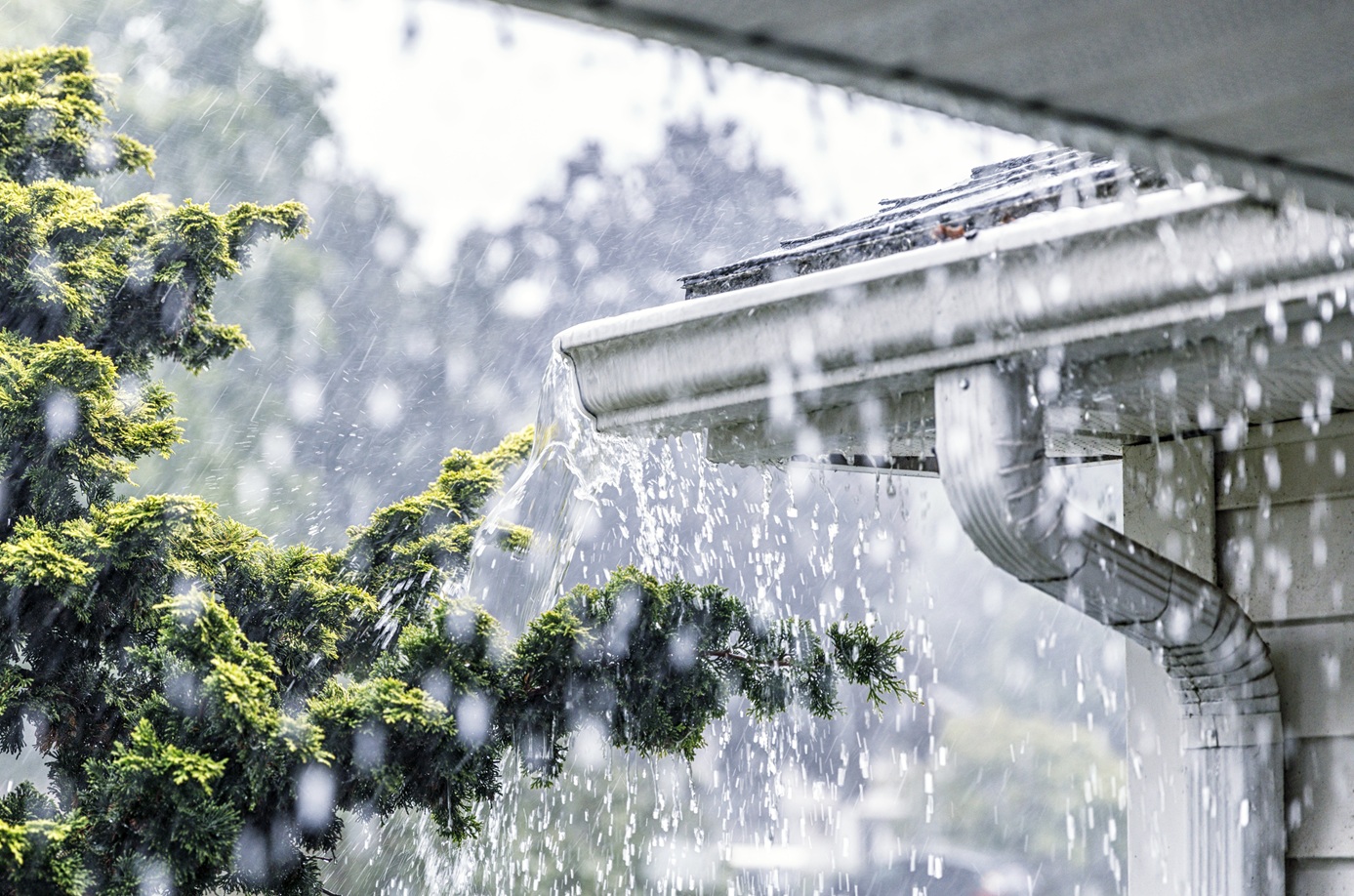 kevincarrolllan's tweet card. Maryland is known for its unpredictable weather. Throughout this summer, a lot of rainy weather has hit this region. Here is what you should know about how summer storms can affect landscaping and...