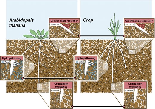 kalikapg's tweet card. Abstract. The emergence of molecular biology, along with the use of Arabidopsis thaliana as a model organism, has significantly enhanced our understanding