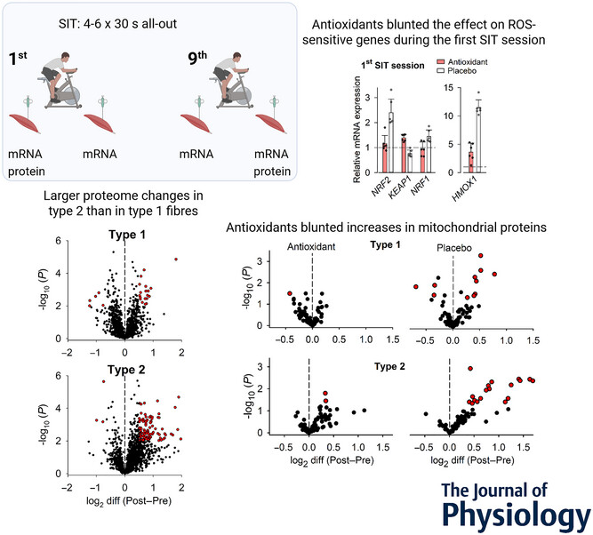 D_Morales_Alamo's tweet card. Abstract figure legend Sprint interval training (SIT) is a popular time-efficient type of endurance training. Healthy young men performed nine SIT sessions (4–6 × 30 s all-out cycling sprints) over...