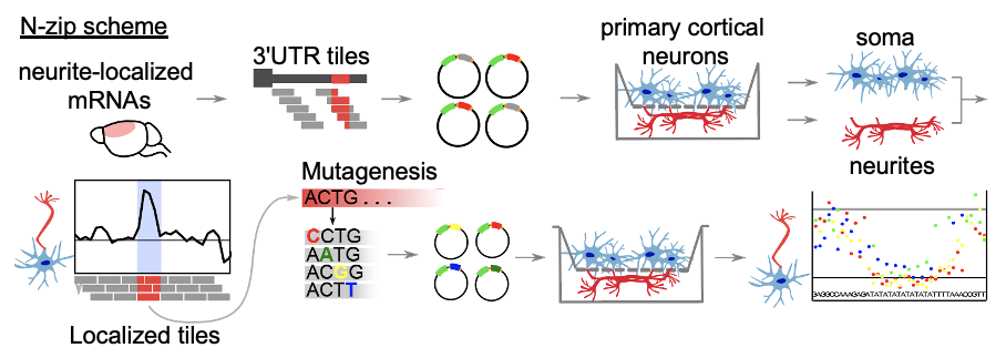 chekulae's tweet card. Neuronal RNAs are made in the cell body and transported into axons and dendrites - how do these RNAs find their way to their final destination? Excited about our Nature Neuroscience paper, a joint...