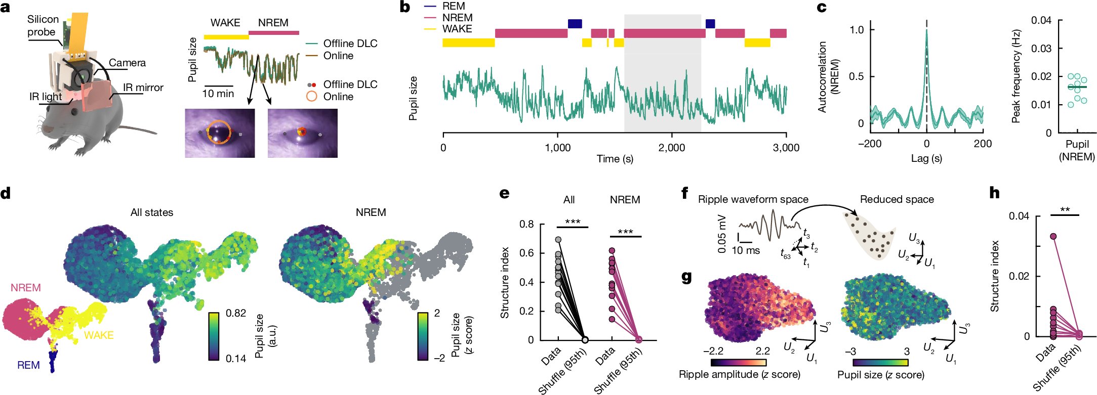 hongyu_chang's tweet card. Nature - The temporal microstructure of the brain can multiplex distinct cognitive processes during sleep to support continuous learning.