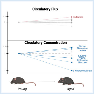 GGouspillou's tweet card. Metabolic dysregulation is a hallmark of aging, but how metabolic pathway activity (flux) changes with age has yet to be broadly assessed. Here, Jankowski et al. measure metabolite concentrations and...