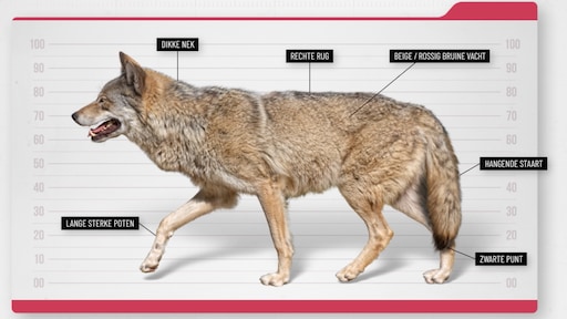 Image for twitter card