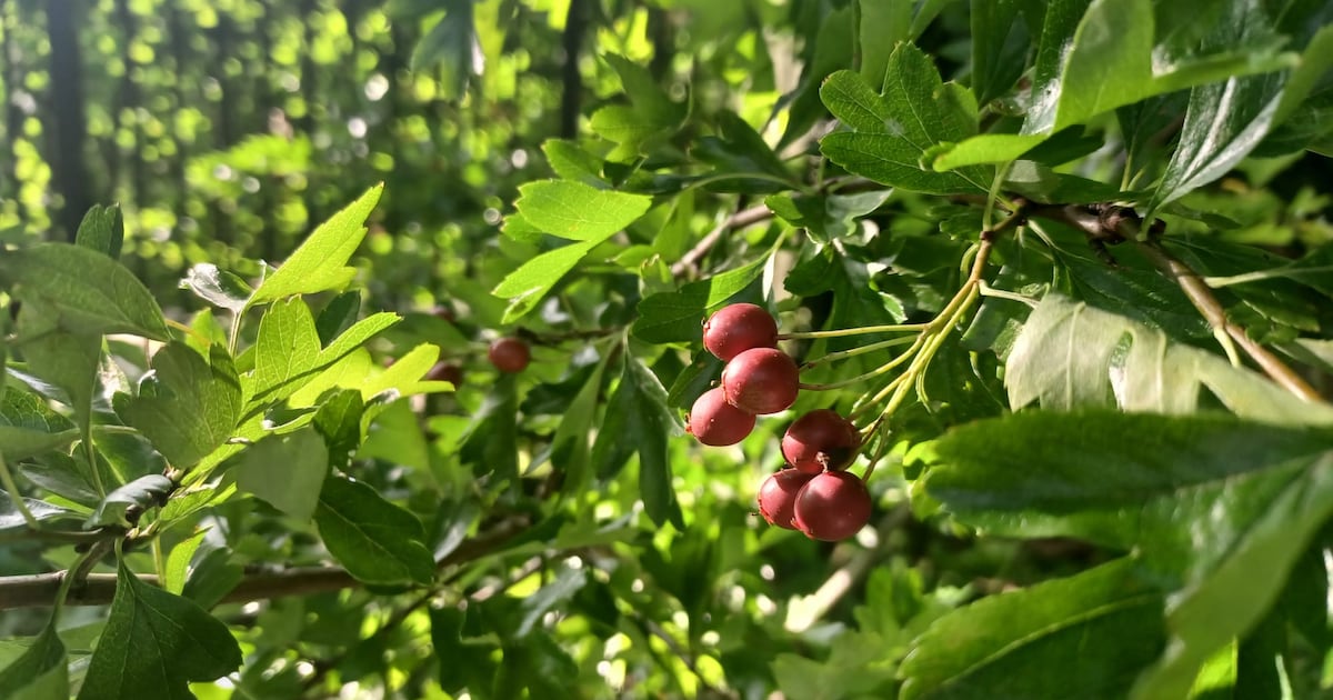 INVASBio's tweet card. Hawthorn most vulnerable to bacterial threat arising from imported plants, say environmental groups