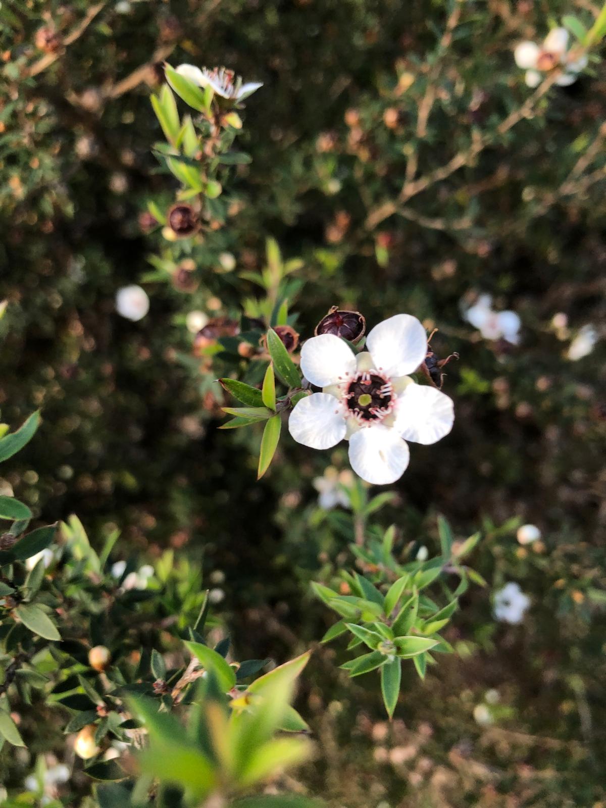 byondMyrtleRust's tweet card. A recent study looking at the molecular foundation of myrtle rust reveals how the pathogen breaks into a host plant and how the host plant responds. This insight will inform the design of useful...