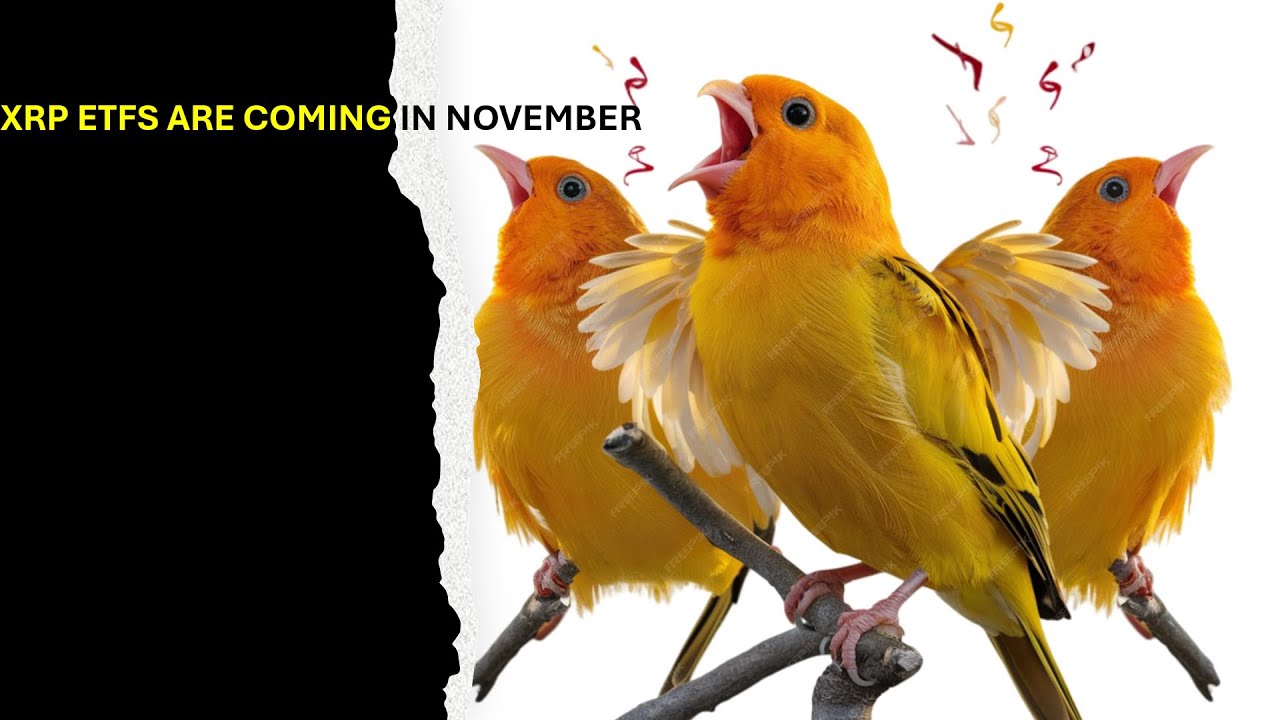 XRPlayerPlayer's tweet card. A LITTLE CANARY XRP ETF TOLD ME "THURSDAYS ARE NICE!"