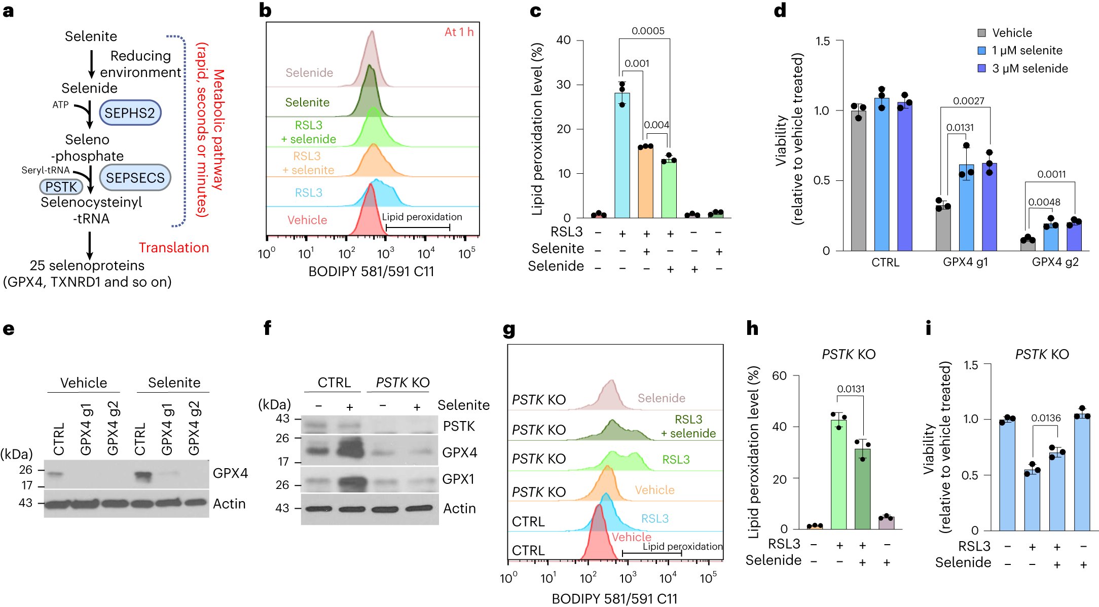 NamgyuLee1's tweet card. Nature Metabolism - Lee, Park et al. show that selenium has the ability to directly regulate the redox state of ubiquinone by donating electrons from hydrogen selenide via sulfide quinone...