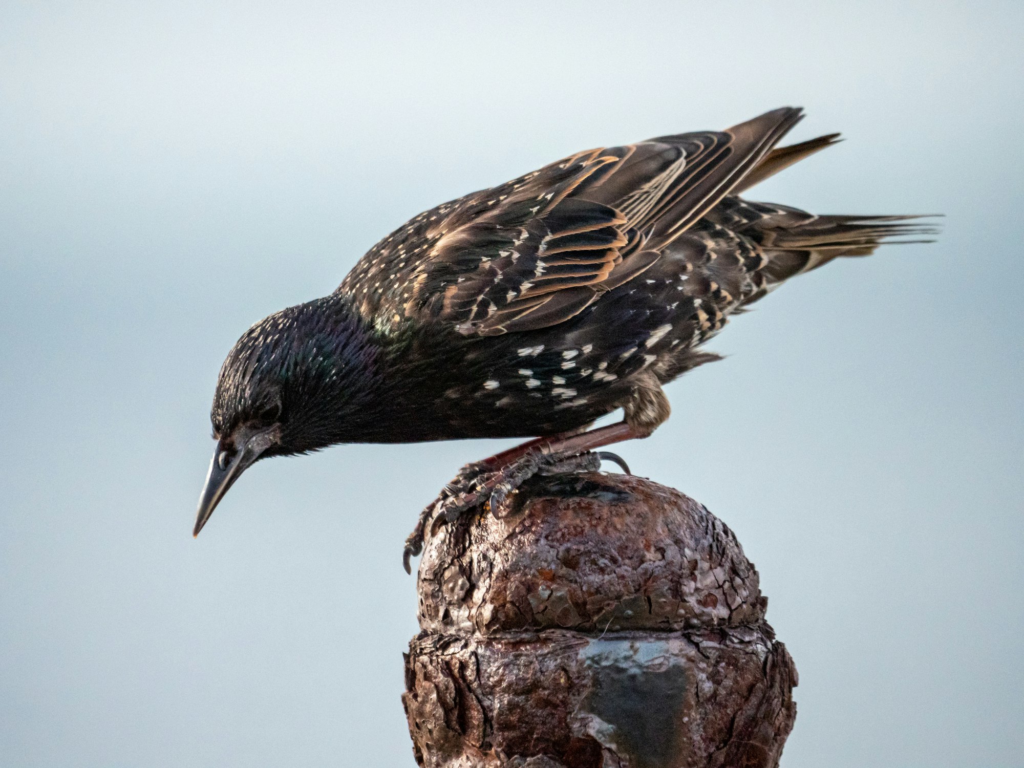 privacy_guides's tweet card. A new strain of insidious Android malware has been discovered that can “bypass encrypted messaging” by capturing content directly from the screen after decryption.