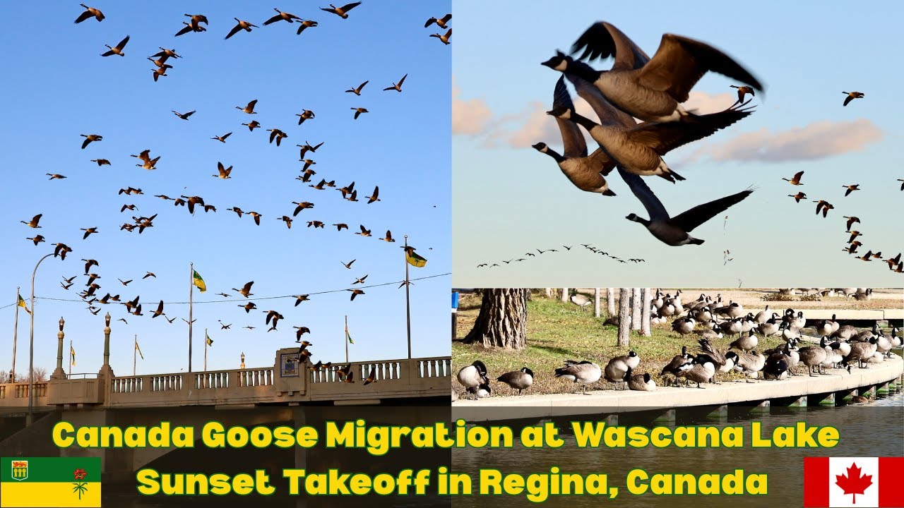 BuzzTravelBlog's tweet card. Canada Goose Migration: A Regina Spectacle