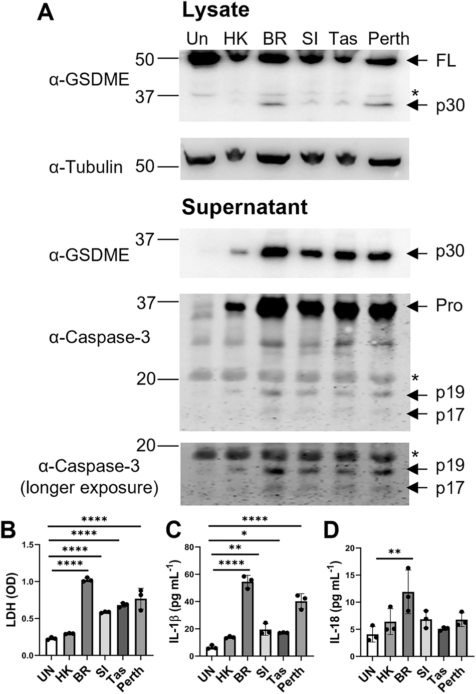 Tate_Lab's tweet card. Cell Death & Disease - Gasdermin E deficiency limits inflammation and lung damage during influenza virus infection