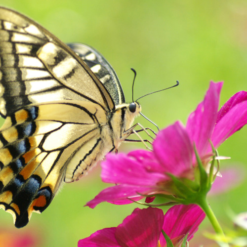 grumpy_monster_'s tweet card. ♥♥..أيضيق صدرك بعد هذا