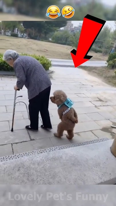 AlanTalbott1's tweet card. “The Funniest Animal Moments You’ll See Today 😂🐾 | Try Not to...