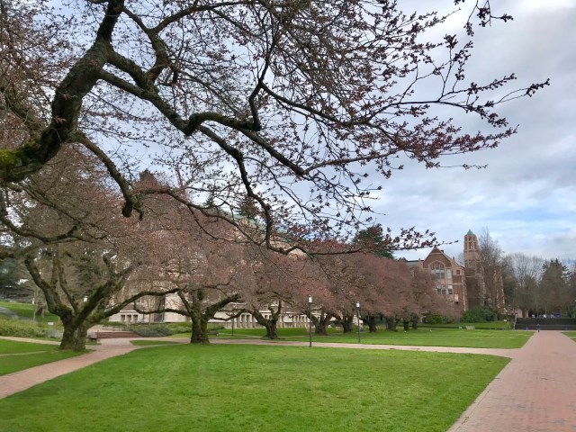 jeffpowers's tweet card. Wait for it, wait for it! Blossoms at the ready. UW quad Thanks to leap year, Spring in 2020 officially started one year ago today. Also one year ago today, much of the country came to grips with t…
