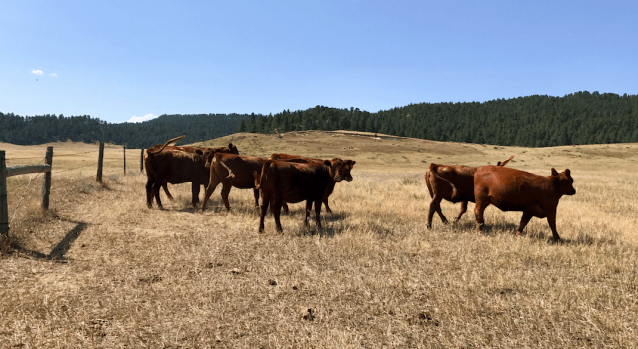 jeffpowers's tweet card. Brown Cows make chocolate milk. (Dad joke) For the past eight years, I have served as a volunteer Ride Leader for the Cascade Bicycle Club. During my tenure, I have planned and completed hundreds o…
