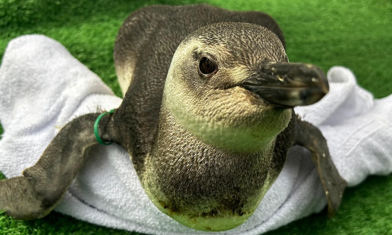 conexaoplaneta's tweet card. Anualmente, entre os meses de junho e setembro, os pinguins-de-magalhães iniciam sua jornada de migração, partindo da Patagônia, e é comum que muitos acabem encalhando na costa brasileira. Todavia,...