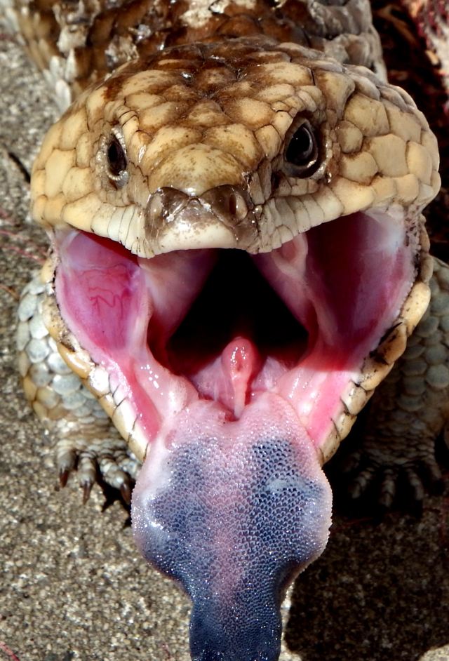 Robert_S_Morley's tweet card. Picture by Adrian van Leen, RGBStock Words That Are Deadlier Than Guns Charlie Kirk said, “I think it’s worth it to have a cost of, unfortunately, some gun deaths every single year so that we can h…