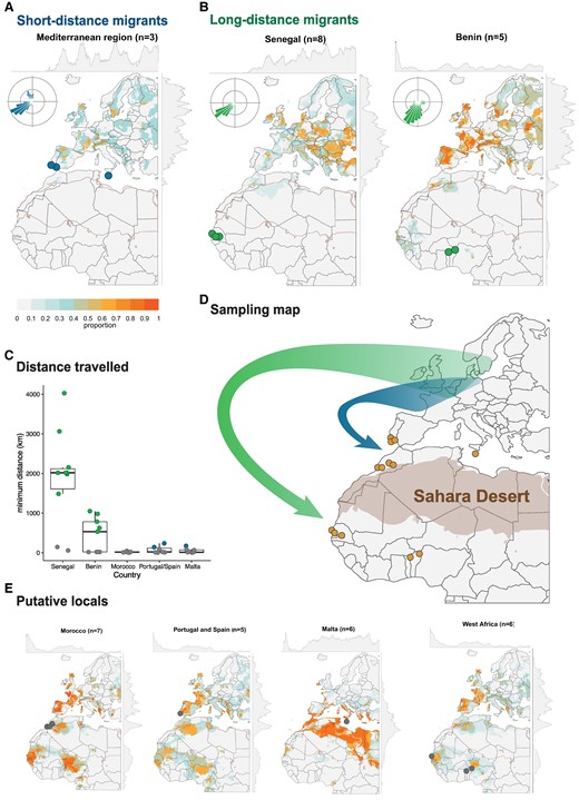 meganreich13's tweet card. Abstract. The painted lady butterfly Vanessa cardui is renowned for its virtually cosmopolitan distribution and the remarkable long-distance migrations as