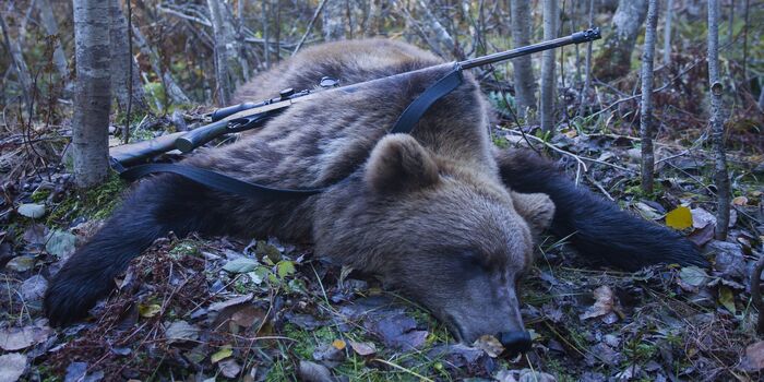 paynter's tweet card. Bear-baiting barrels are specifically intended to harm bears, by attracting them and holding their attention long enough to kill them. (76926 signatures on petition)