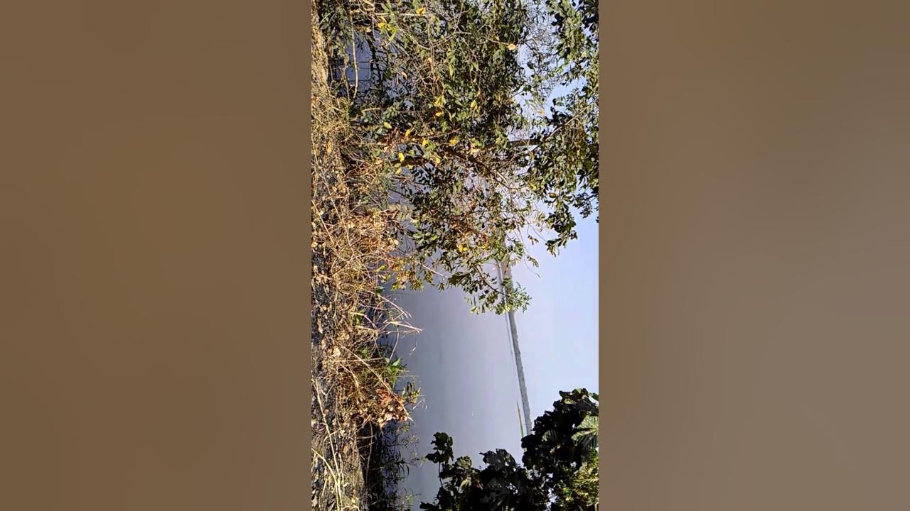 PHYTOPSP's tweet card. Sinematialie