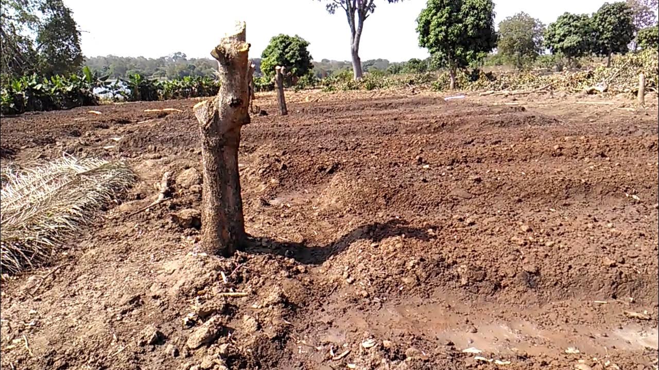 PHYTOPSP's tweet card. MakokoSine