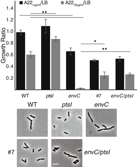 LabMorgenstein's tweet card. ∆envC cells are more sensitive to the MreB targeting antibiotic A22. Suppressor analysis revealed that deletion of enzyme 1 (ptsI) of the phosphoenolpyruvate:sugar phosphotransferase system is able...