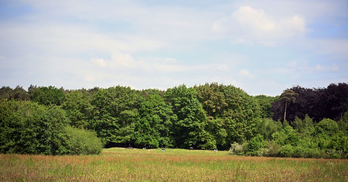 ForNaLab's tweet card. Er is een grote migratie bezig bij de bosplanten. Ze trekken daarbij veel vaker naar het westen dan naar het noorden, zo blijkt uit een onderzoek van de UGent. De oorzaak: stikstof.