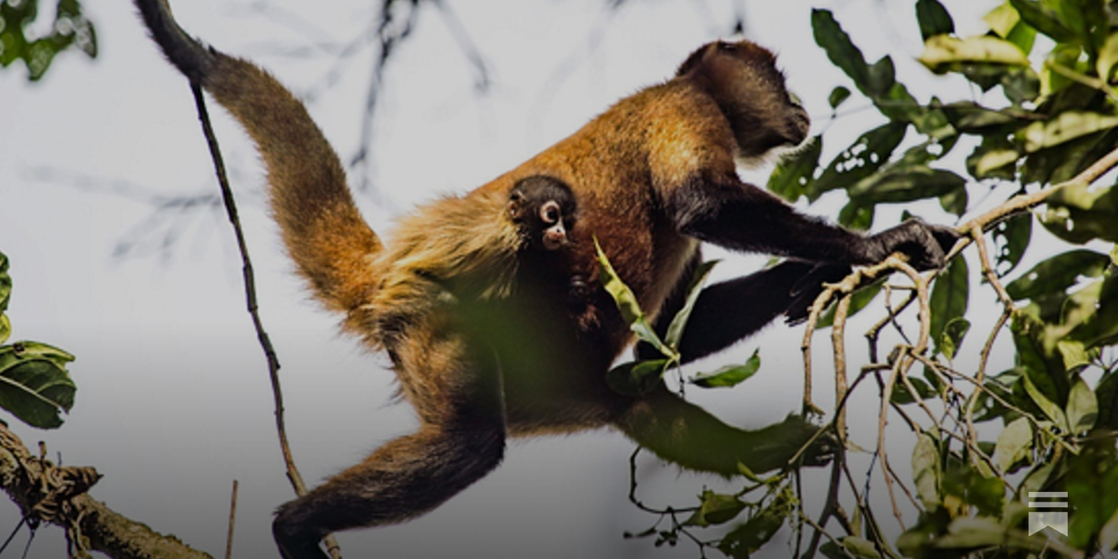 scarletinked's tweet card. Managers at growing companies are incentivized to do one thing more than anything else. Grow their teams. Is it mysterious that most tech companies seem to have over hired?