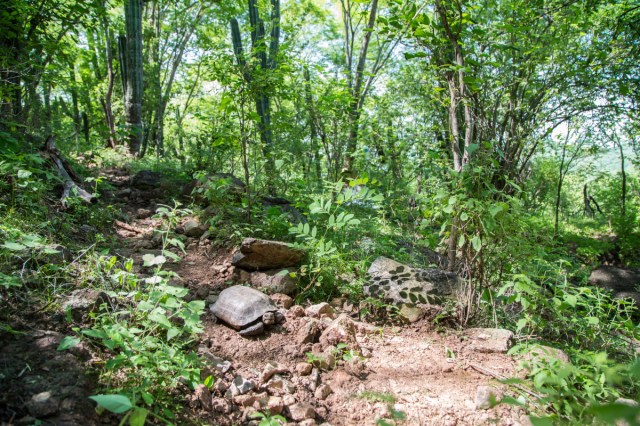 RafasLara's tweet card. Rafael A. Lara-Reséndiz, Donald B. Miles, Philip C. Rosen, Barry Sinervo This is a plain language summary of a Functional Ecology research article which can be found here. We studied a vulnerable s…