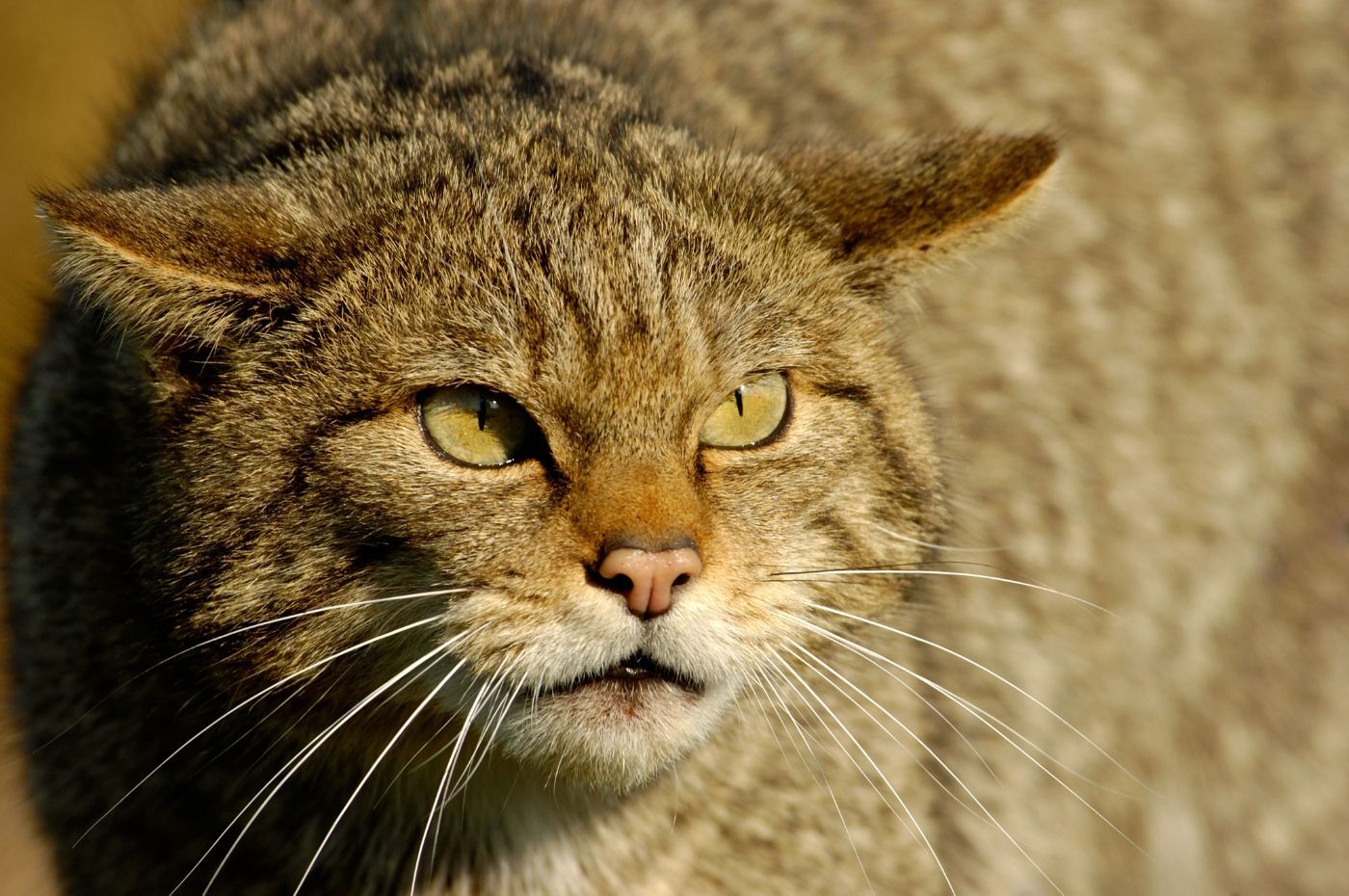 CAupdates's tweet card. Tim Bonner, Chief Executive of the Countryside Alliance, writes about plans to reintroduce wildcats in the South West of England.